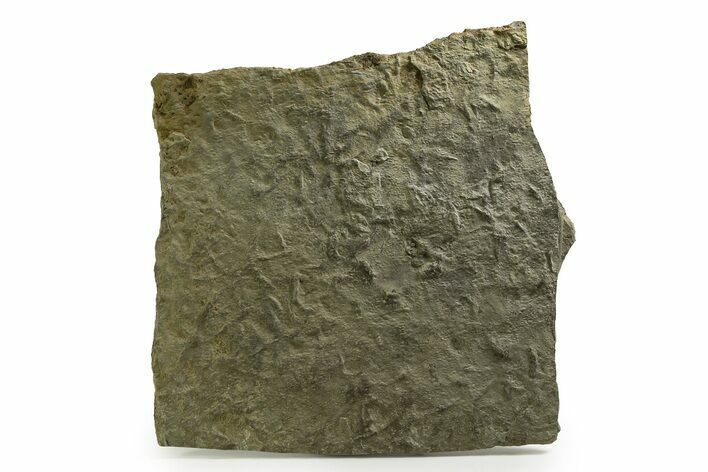 Fossil Bird (Avipeda) Track Plate - Green River Formation, Utah #352246